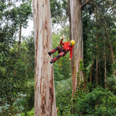 Petzl ZIGZAG mechanical Prusik, Petzl CHICANE, Petzl SEQUOIA tree care harness. Trimming a eucalyptus tree in Galicia, Spain