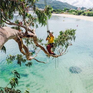 Petzl ZIGZAG mechanical Prusik, Petzl CHICANE, Petzl SEQUOIA tree care harness. Trimming a eucalyptus tree in Galicia, Spain