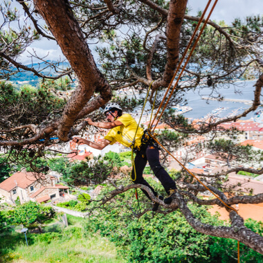 Petzl ZIGZAG mechanical Prusik, Petzl SEQUOIA tree care harness. Trimming a eucalyptus tree in Galicia, Spain