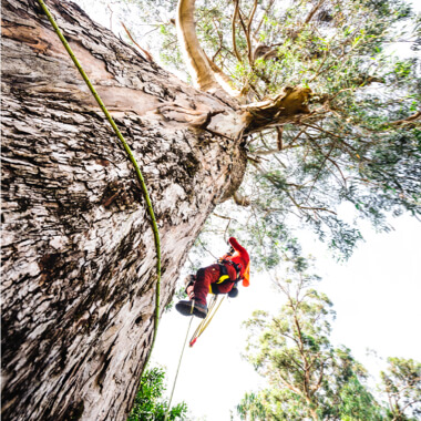 Mechanischer Prusik ZIGZAG von Petzl, CHICANE von Petzl, Baumpflegegurt SEQUOIA von Petzl, Baumpflege in Galicien, Spanien